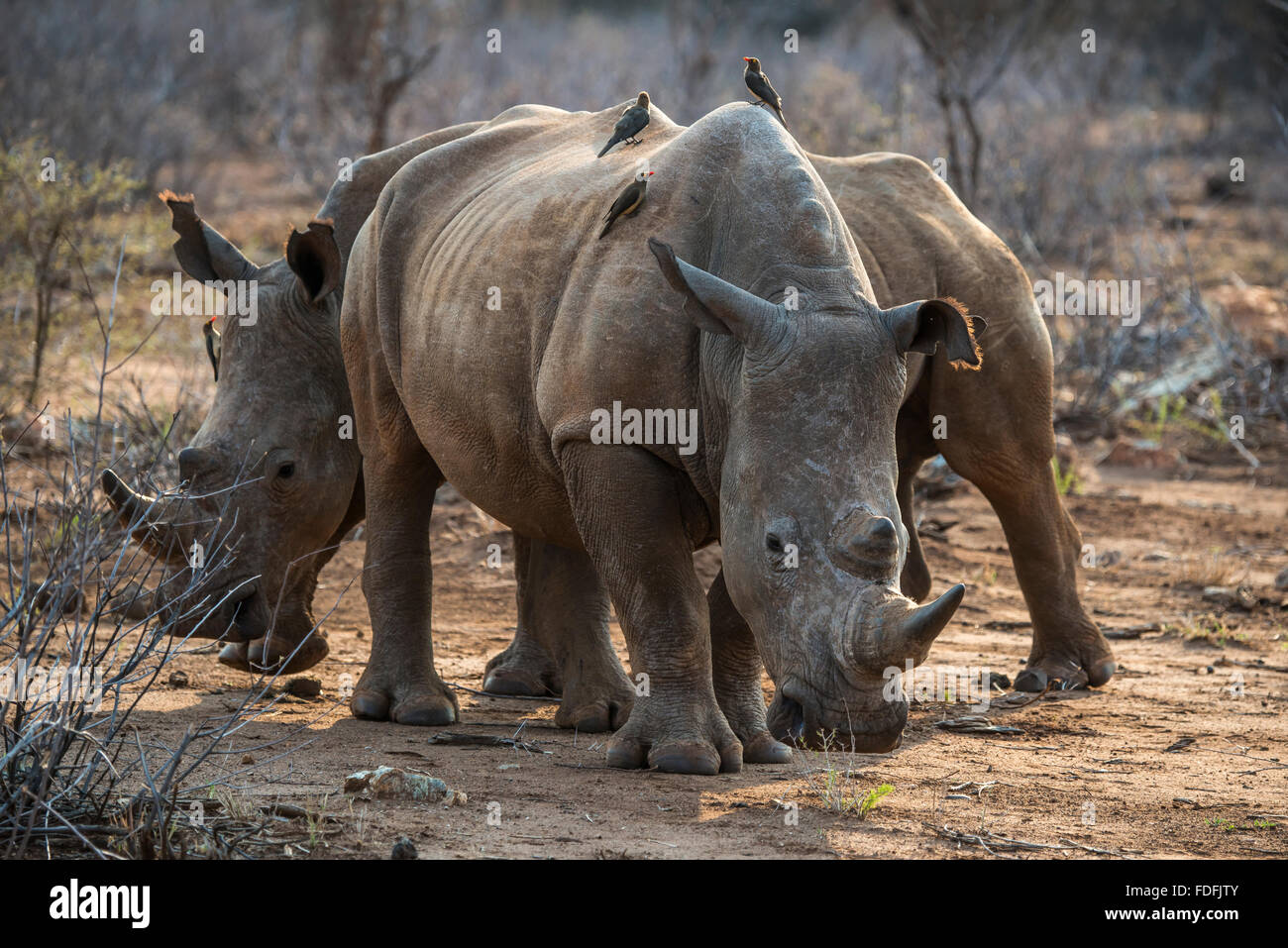 El rinoceronte blanco (Ceratotherium simum) con rojo-facturados hackers (Buphagus erythrorhynchus) en la parte posterior, la Reserva de Caza Madikwe Foto de stock