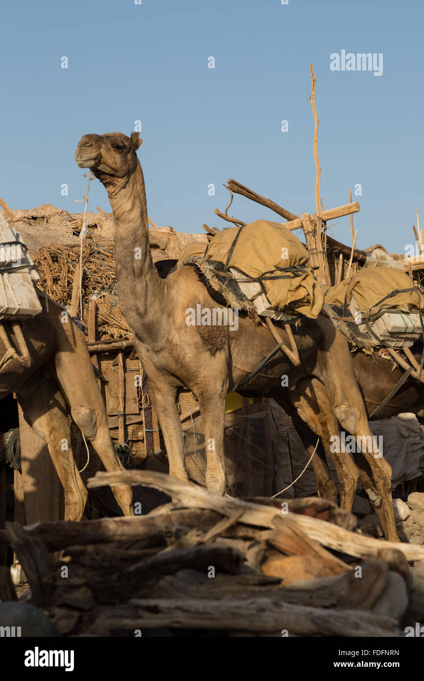 Camellos llevaban cortadas a mano tabletas de sal llegan Hamedila desde las cercanas salinas como lo han hecho durante cientos de años Foto de stock