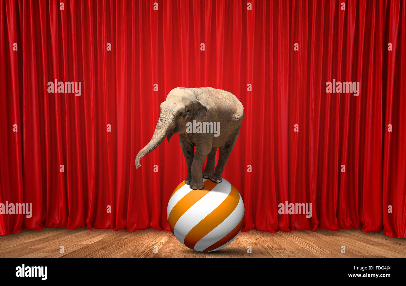 Elefante de circo en el escenario el equilibrio sobre la bola Fotografía de  stock - Alamy