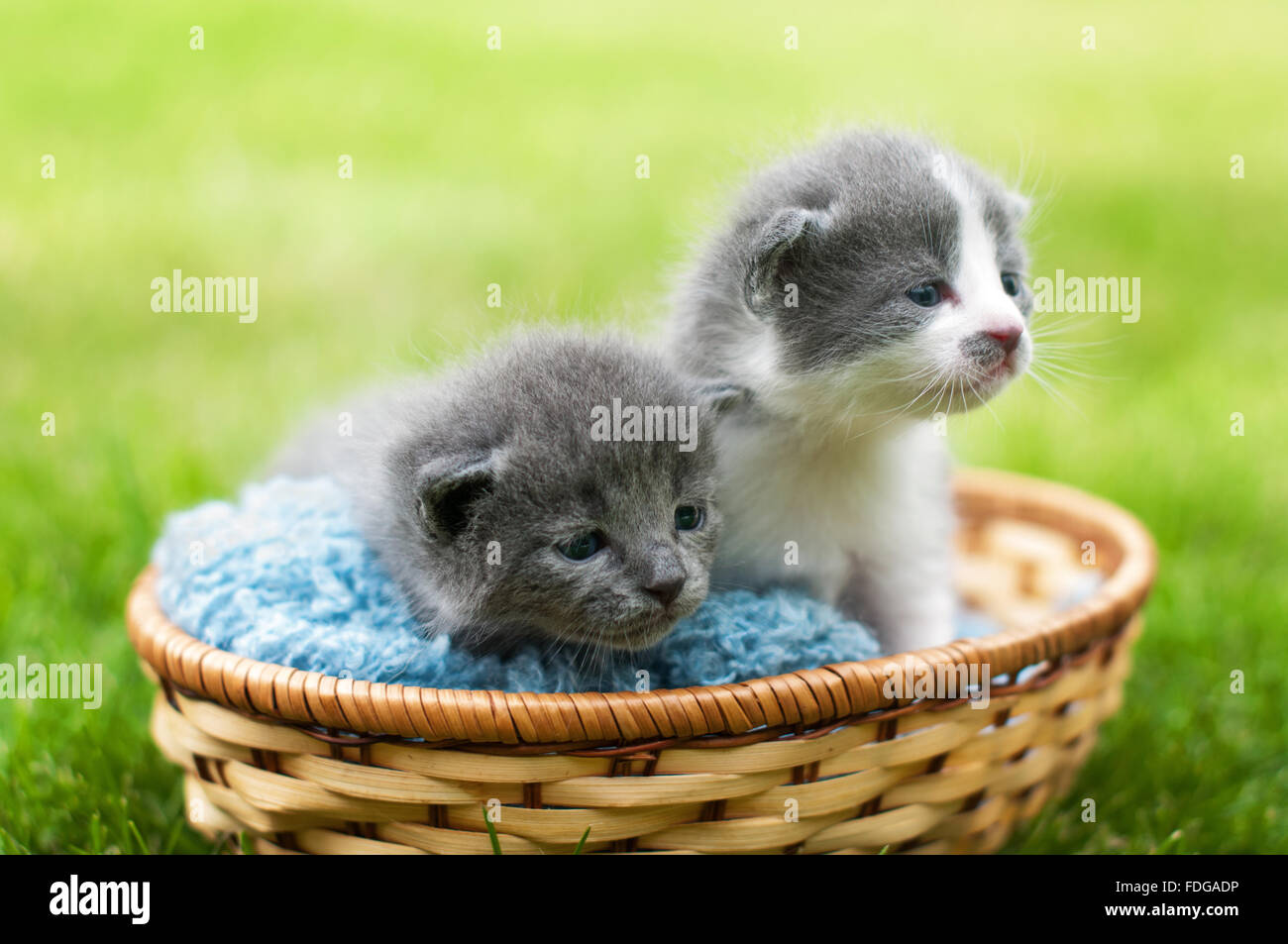 Dos gatitos grises y blancas en una cesta Foto de stock