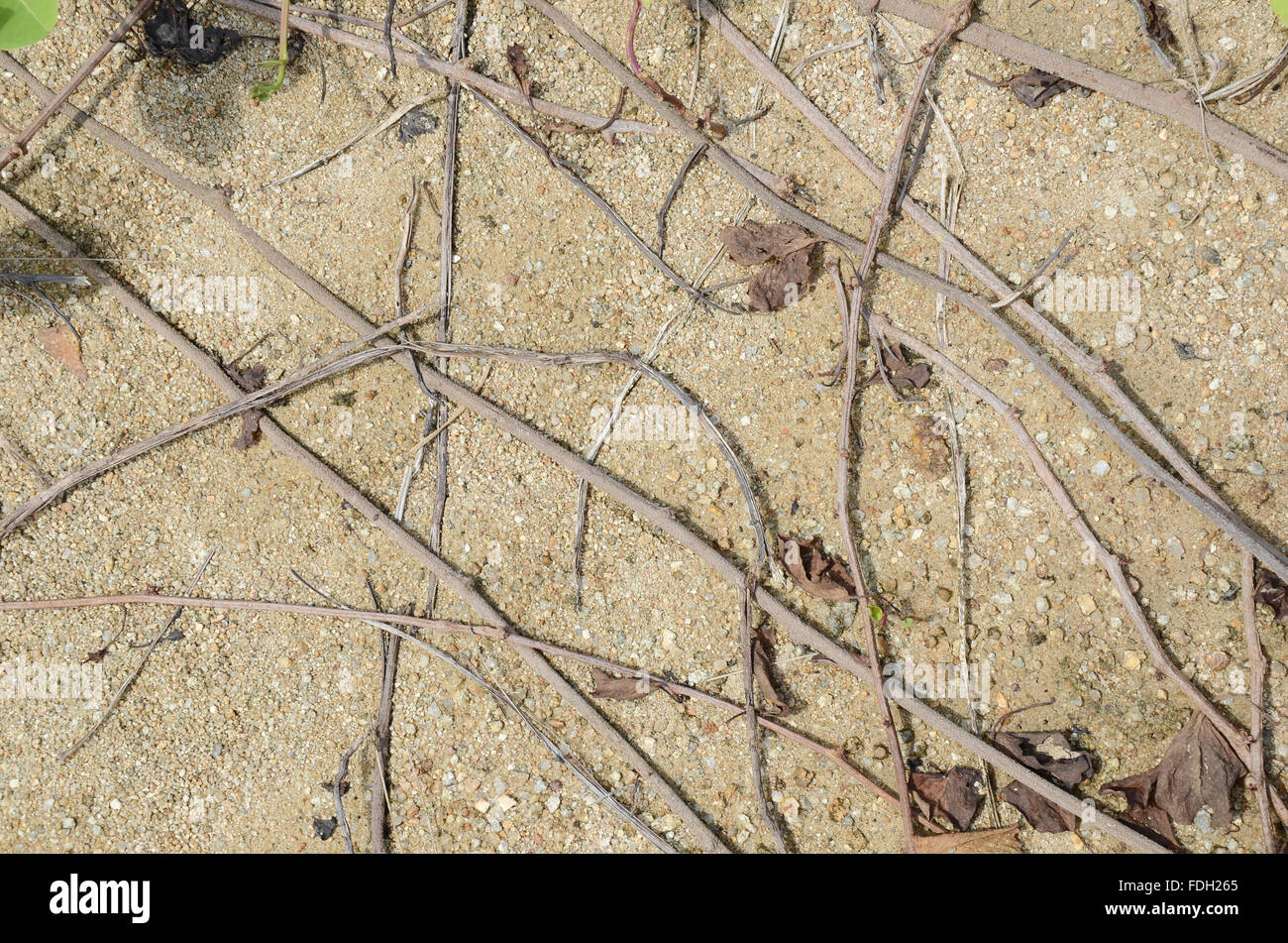 Fondo de arena, piedras, raíces y tallos de pasto Foto de stock