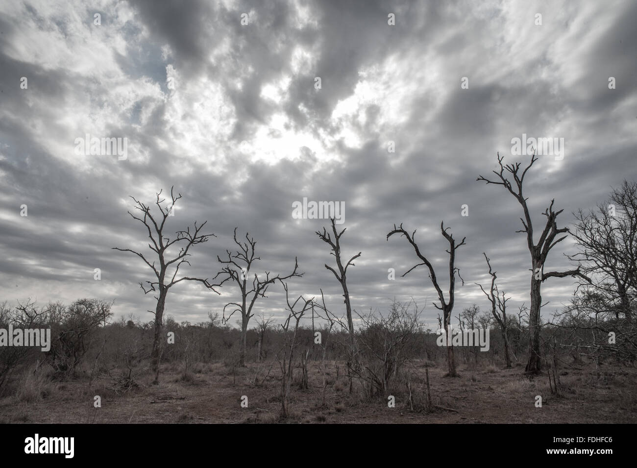 Los árboles muertos en el parque de Hlane, Suazilandia, África. Foto de stock