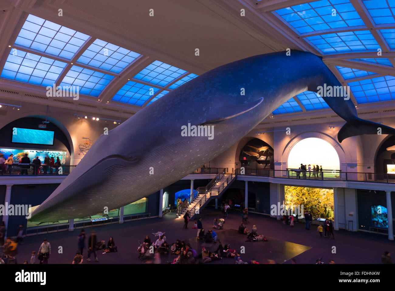 Pantalla Blue Whale en el Hall de la vida del océano, el Museo Americano de Historia Natural, la ciudad de Nueva York Foto de stock