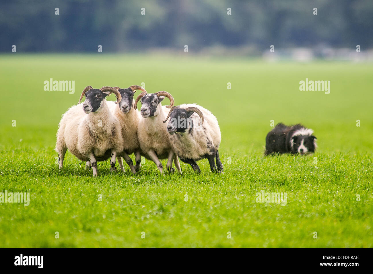Border Collie pastoreando ovejas en Perro Pastor Internacional juicios en Moffat, Escocia, Reino Unido. Foto de stock