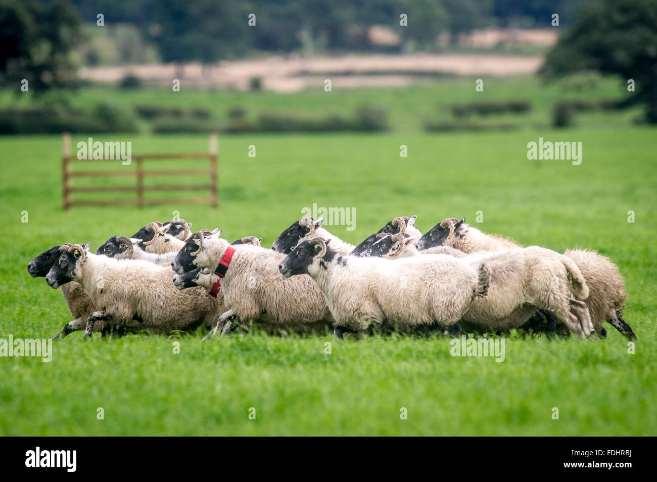 Pastoreando ovejas en Perro Pastor Internacional juicios en Moffat, Escocia, Reino Unido. Foto de stock