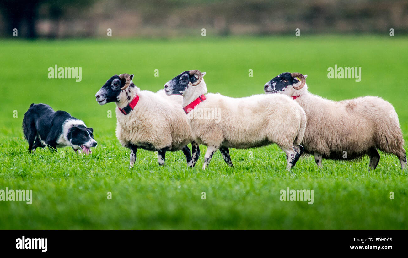 Border Collie pastoreando ovejas en Perro Pastor Internacional juicios en Moffat, Escocia, Reino Unido. Foto de stock