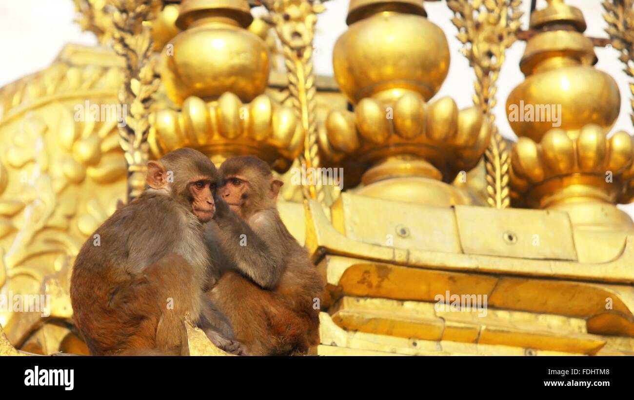Katmandú, Nepal. 1 Feb, 2016. Monos cuidar de uno al otro en la  Swayambhunath Stupa en Katmandú, Nepal, 1 de febrero de 2016. El festival  de primavera o el año chino del
