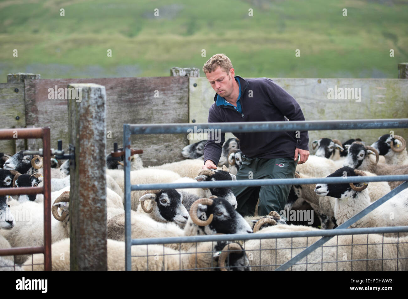 Agricultor con Swaledale ovejas en Yorkshire, Inglaterra, Reino Unido. Foto de stock