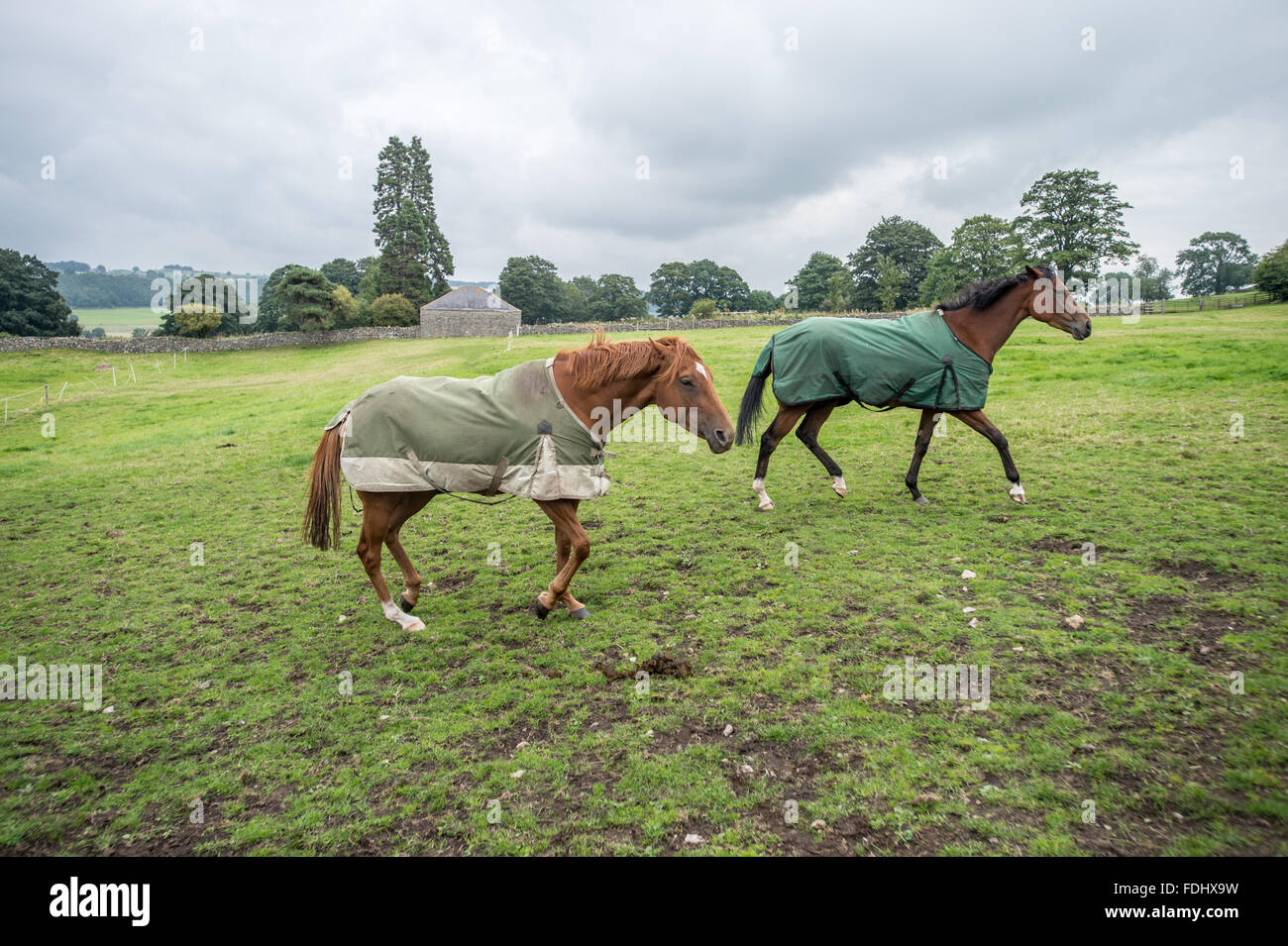 Los caballos caminando en Middleham Castle en Wensleydale en Yorkshire, Inglaterra, Reino Unido. Foto de stock
