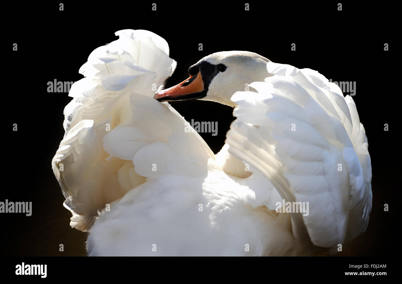 En el lago de los cisnes sobre fondo oscuro Foto de stock