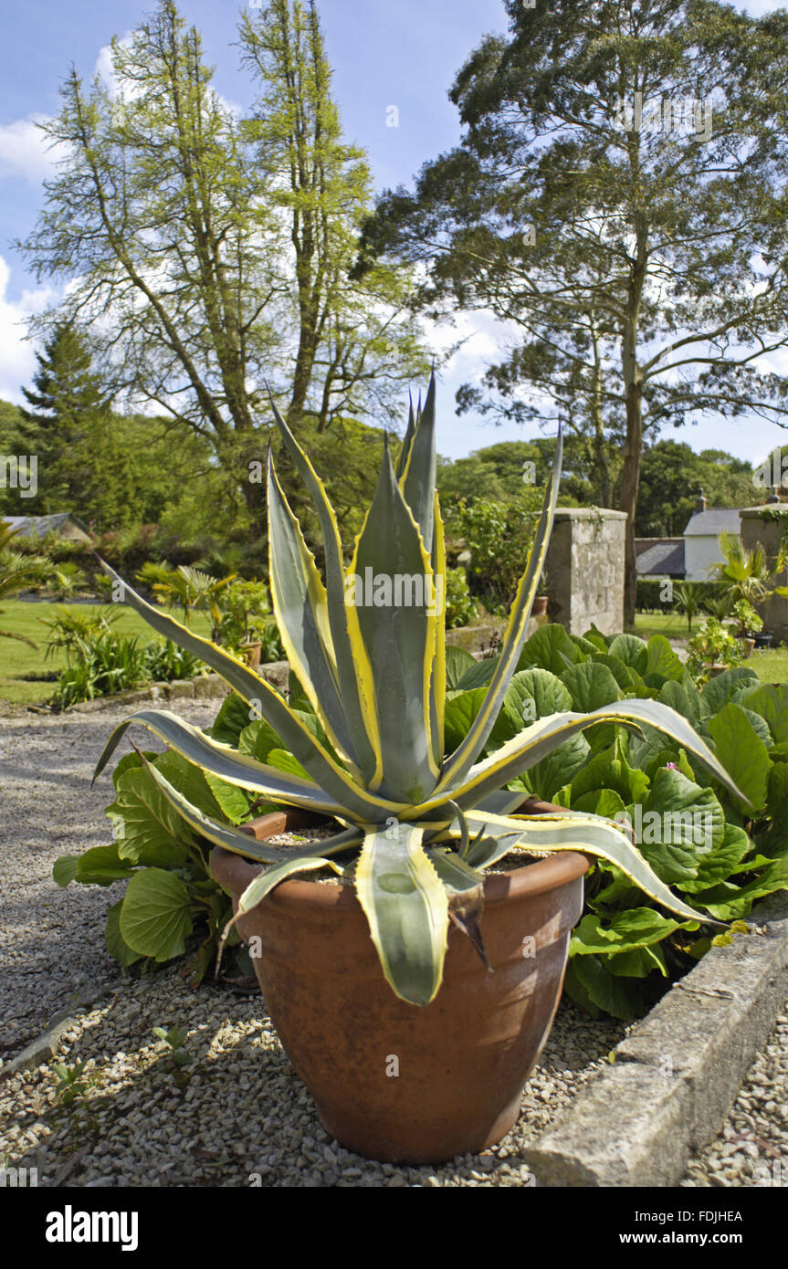 Agave en una maceta de barro en el jardín, cerca de Trengwainton en  Penzance, Cornwall Fotografía de stock - Alamy