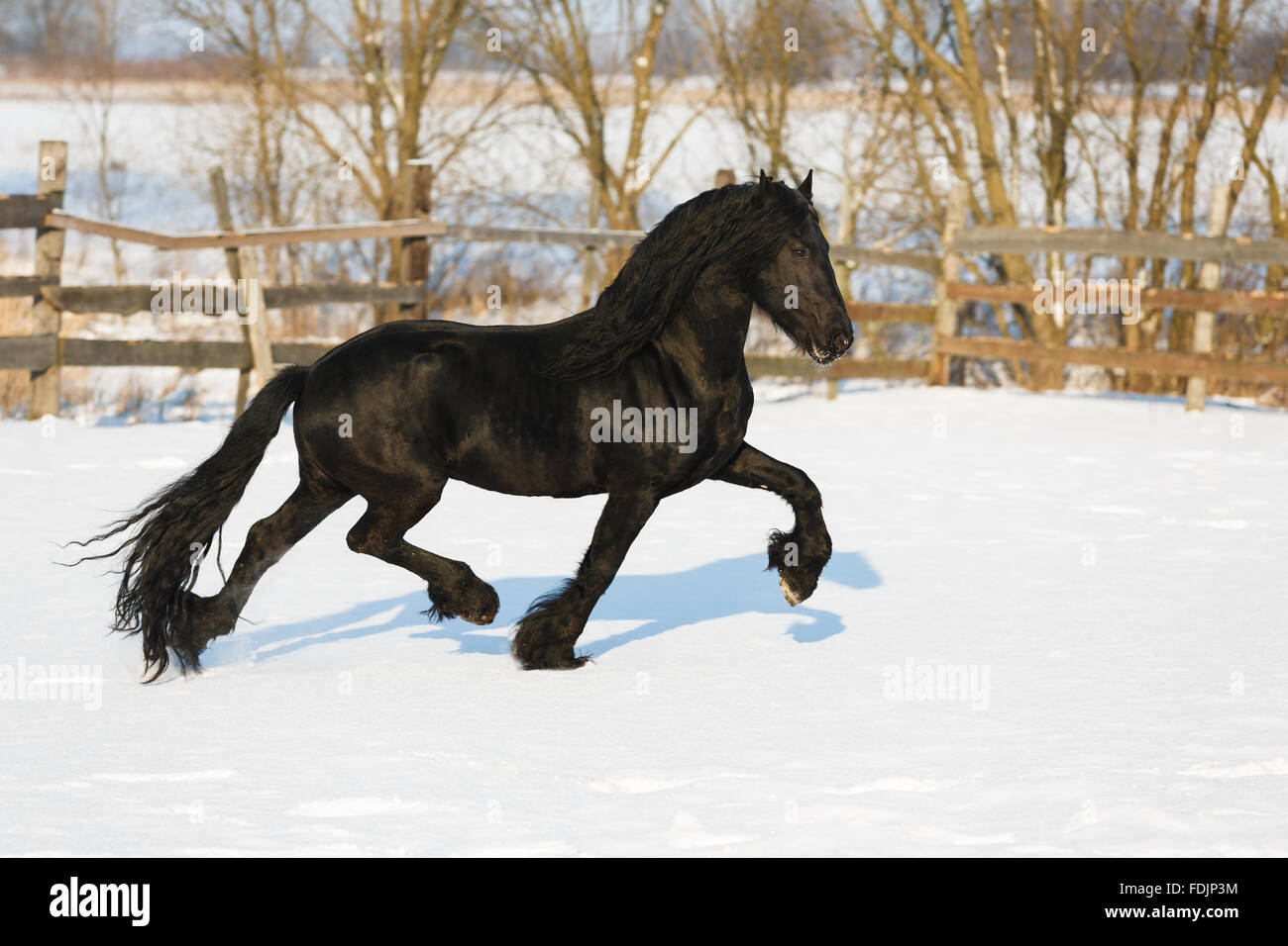 Frisón negro en el establo de caballos en invierno Foto de stock