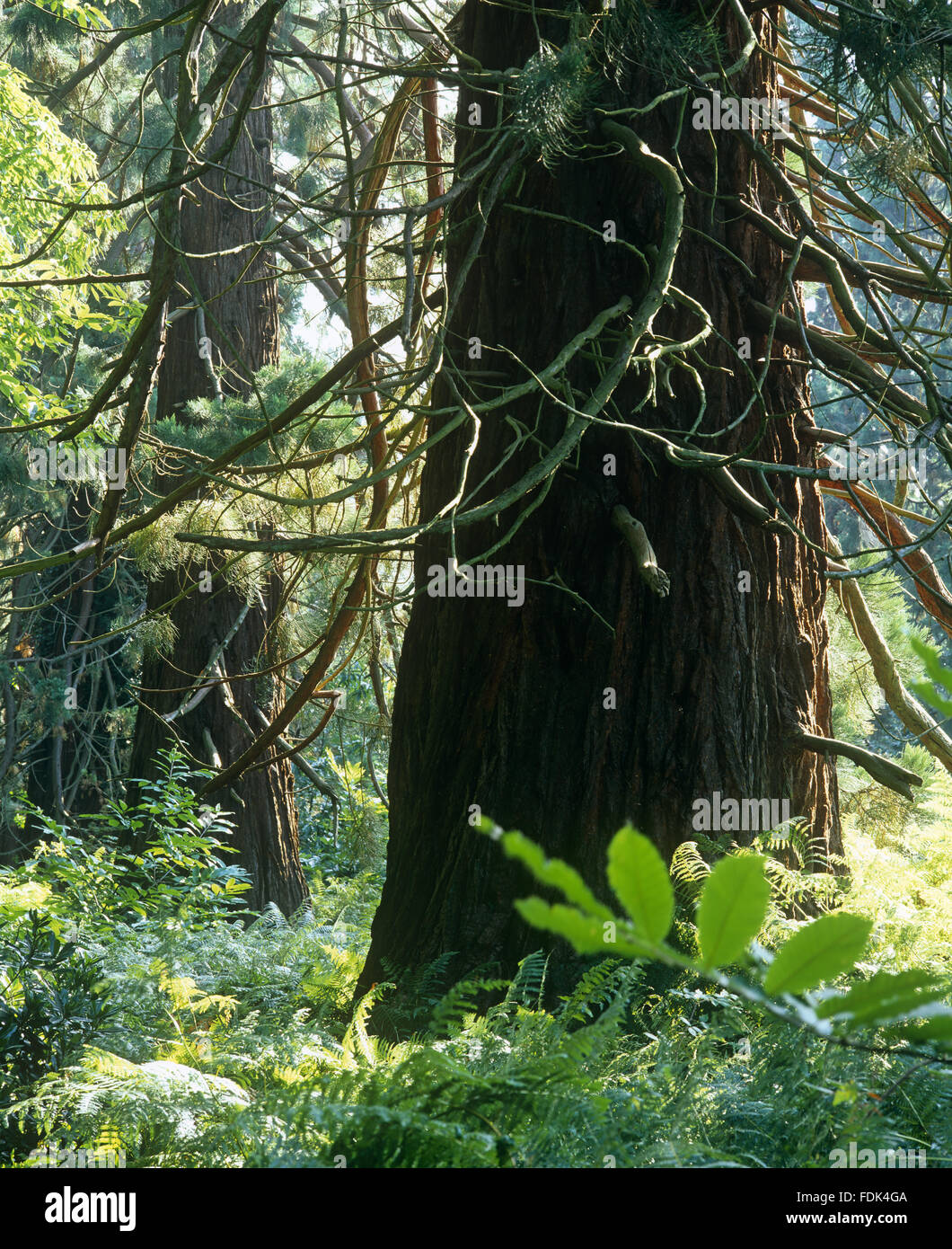 Wellingtonia Avenue (Sequoiadendron giganteum) en Simón Madera