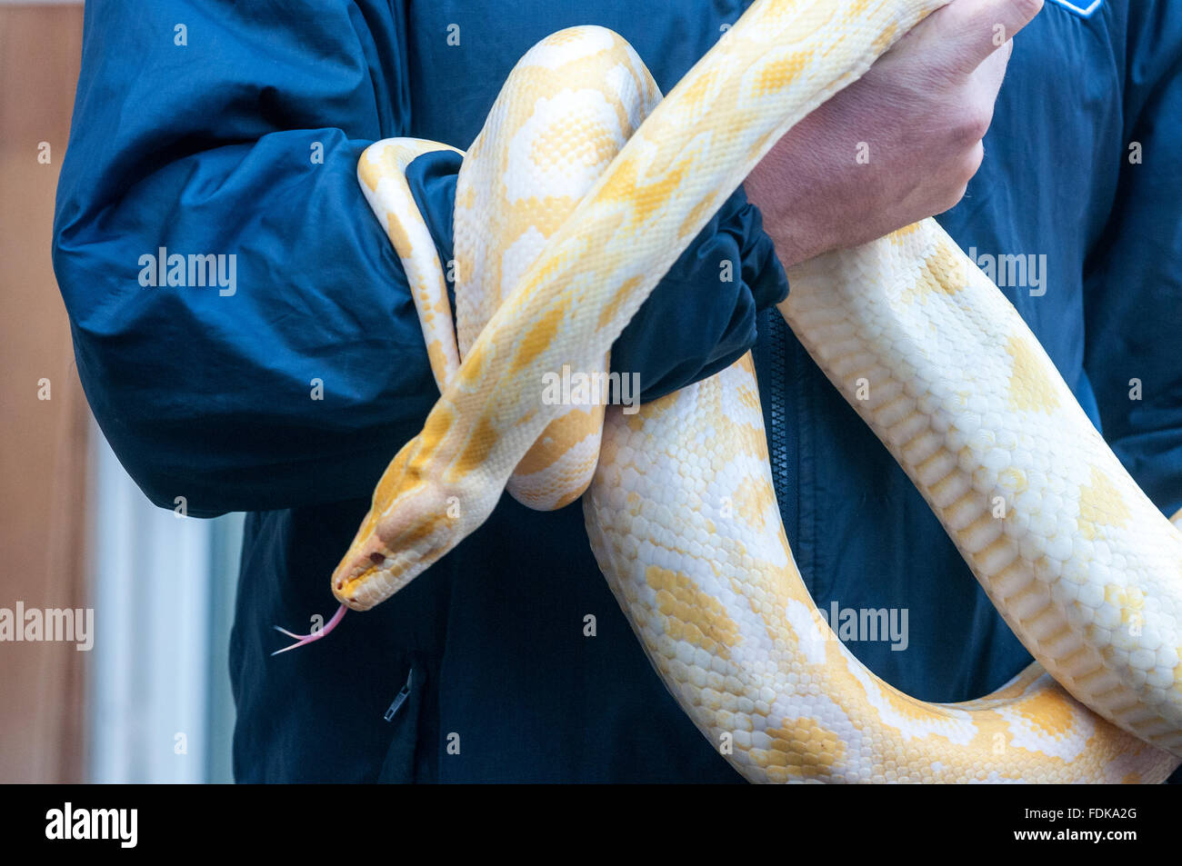 Un albino Burmese python en el Centro de Rescate de Reptiles de la RSPCA en Brighton. Foto de stock