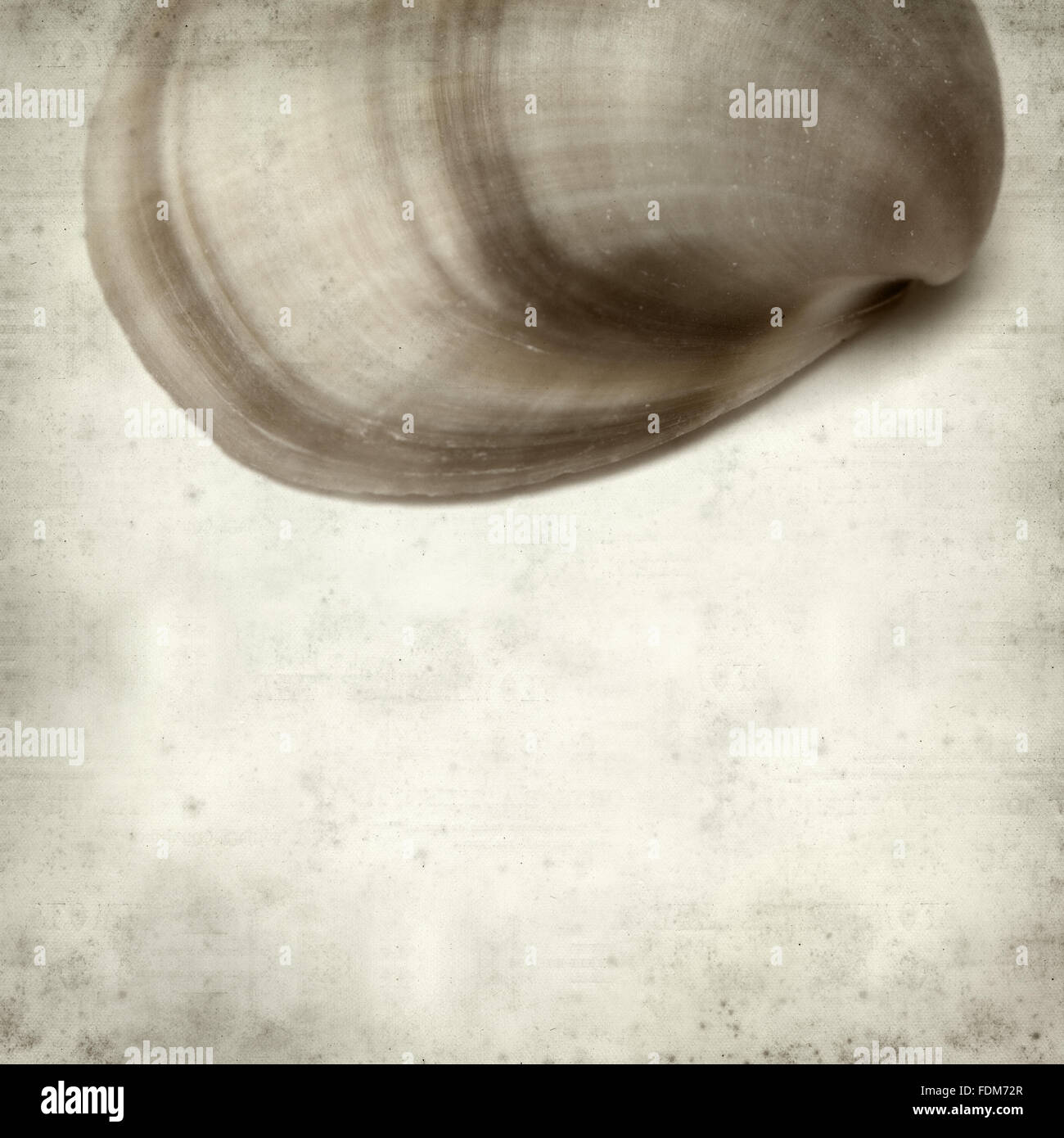 Textura de papel viejo fondo con concha de almeja Fotografía de stock