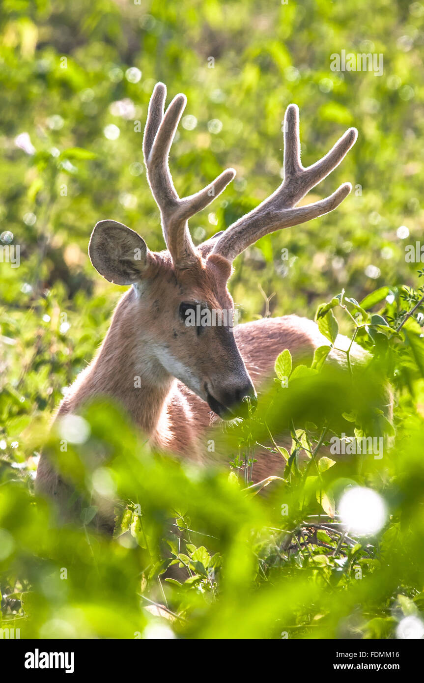 El ciervo de los pantanos en Alto Pantanal - también conocido como el venado, y suacuapara Guacu-Pucu Foto de stock
