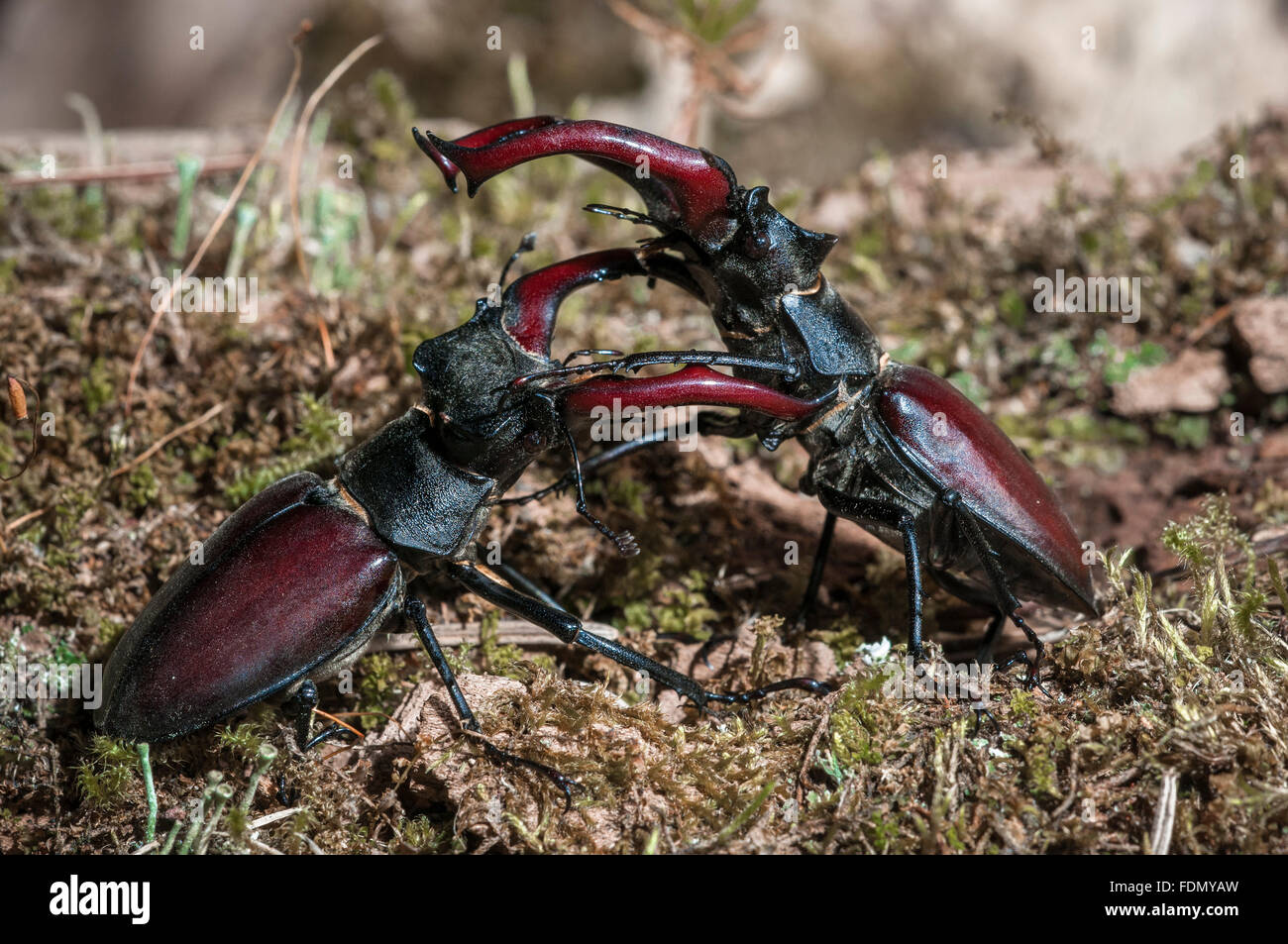 Los escarabajos ciervo (Cervus Escudo), hombres luchando, Tauersche Eichen Reserva Natural, Brandenburgo, Alemania Foto de stock