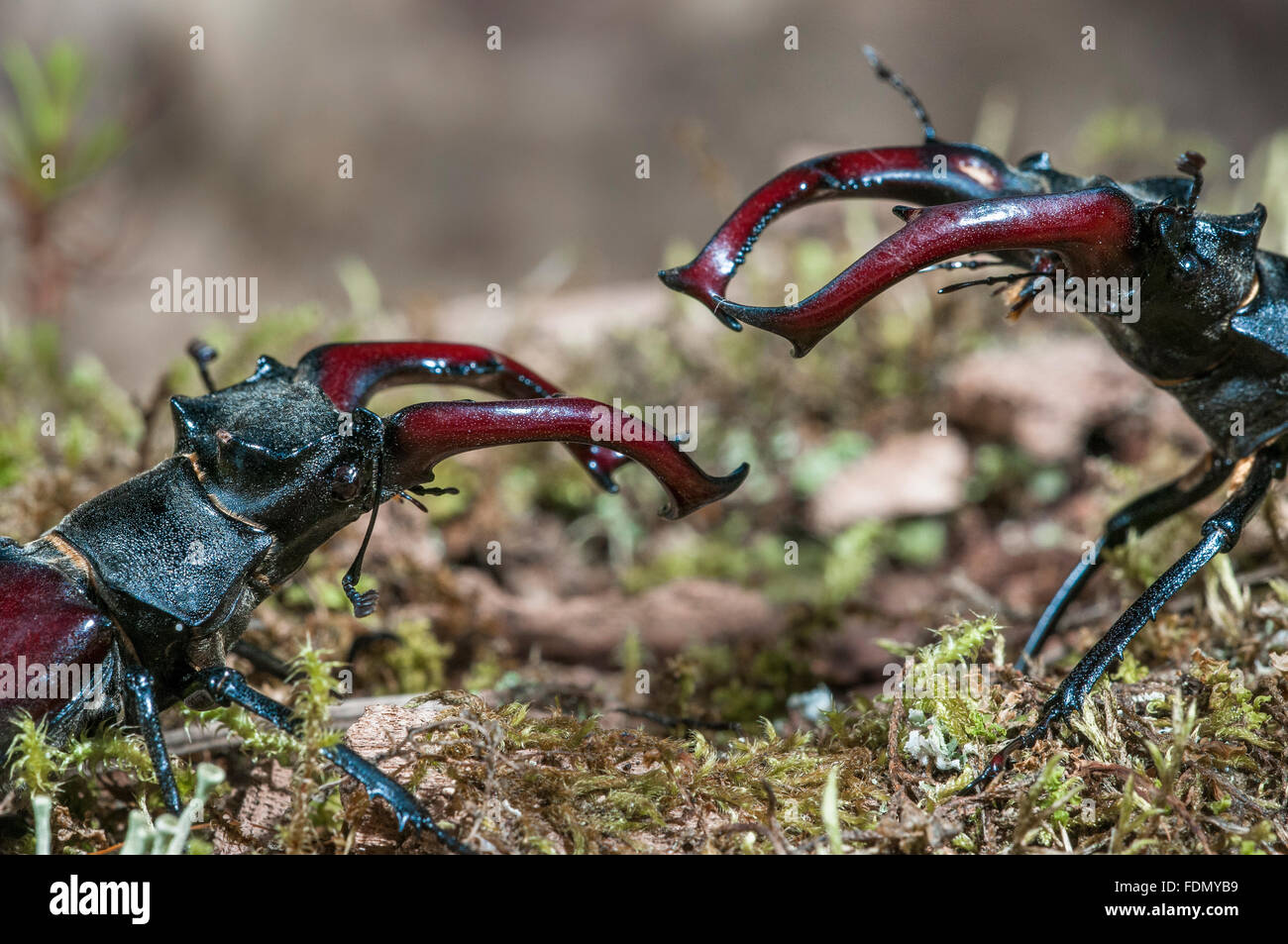 Los escarabajos ciervo (Cervus Escudo), hombres luchando, Tauersche Eichen Reserva Natural, Brandenburgo, Alemania Foto de stock