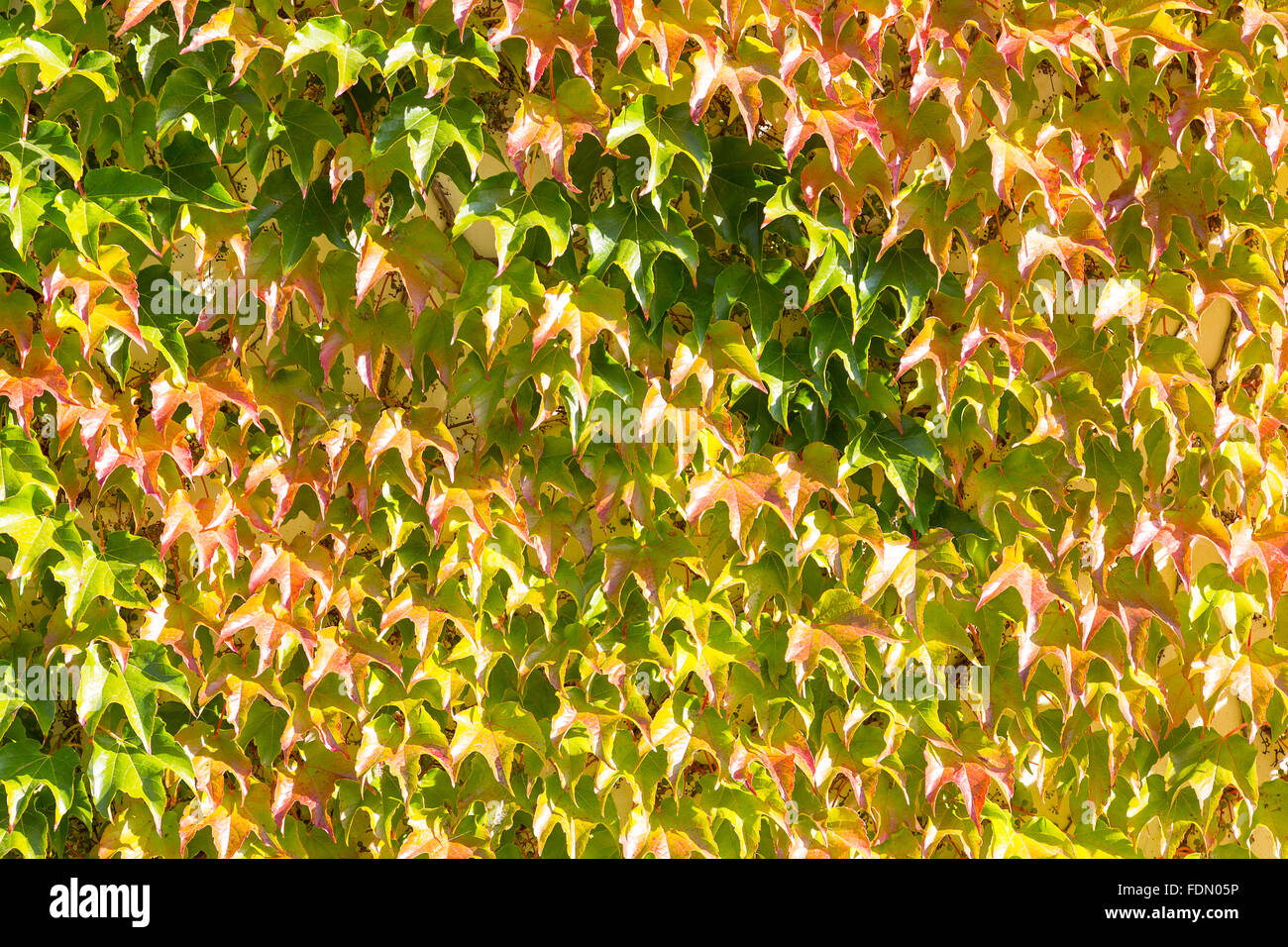 Woodbine (Parthenocissus tricuspidata), colores de otoño, fachada, Alemania Foto de stock