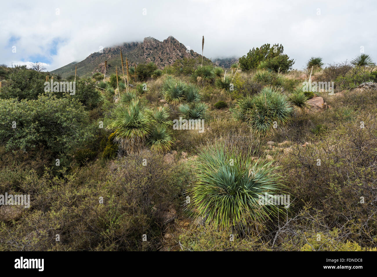 Paisaje del desierto chihuahuense en Aguirre Primavera camping en órgano de picos de las montañas del desierto Monumento Nacional, Nuevo México, EE.UU. Foto de stock