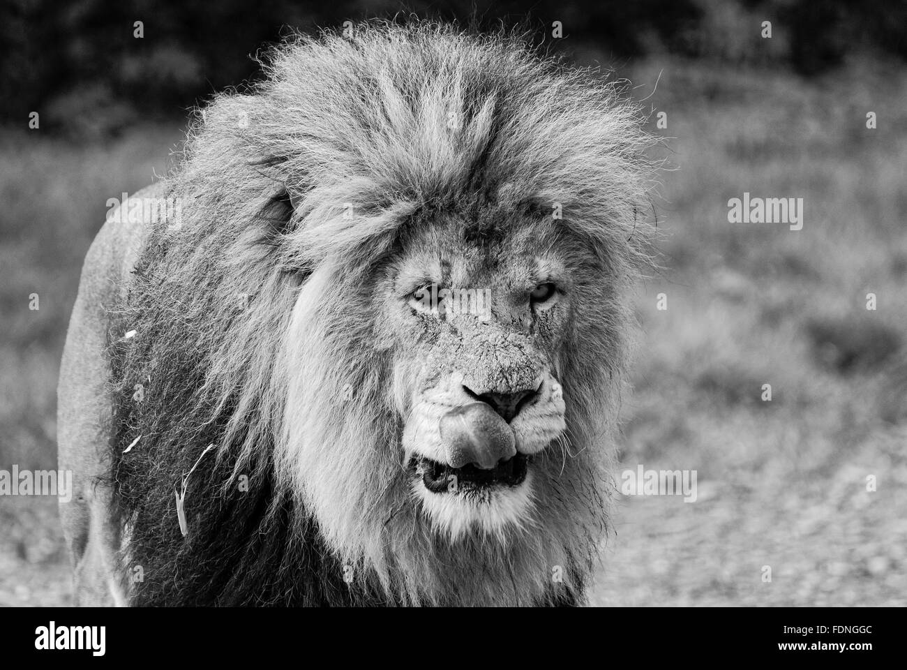 Retrato de un león macho Foto de stock