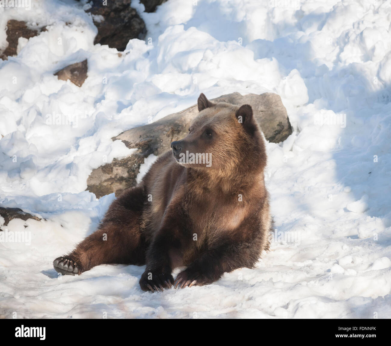 Un oso grizzly en el Zoológico del Bronx en Nueva York el miércoles, 27 de enero de 2016. Analistas señalan que la tendencia actual en la venta, un mercado bear, es probable que sólo duran unos pocos meses más. Ellos informan de que ha habido 23 de esos mercados desde 1928. (© Richard B. Levine) Foto de stock