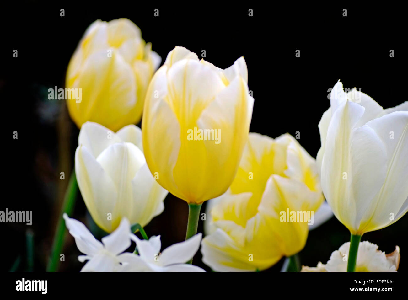 Flores tulipán blanco crema y amarillo narciso flores jardín Irlanda Foto de stock