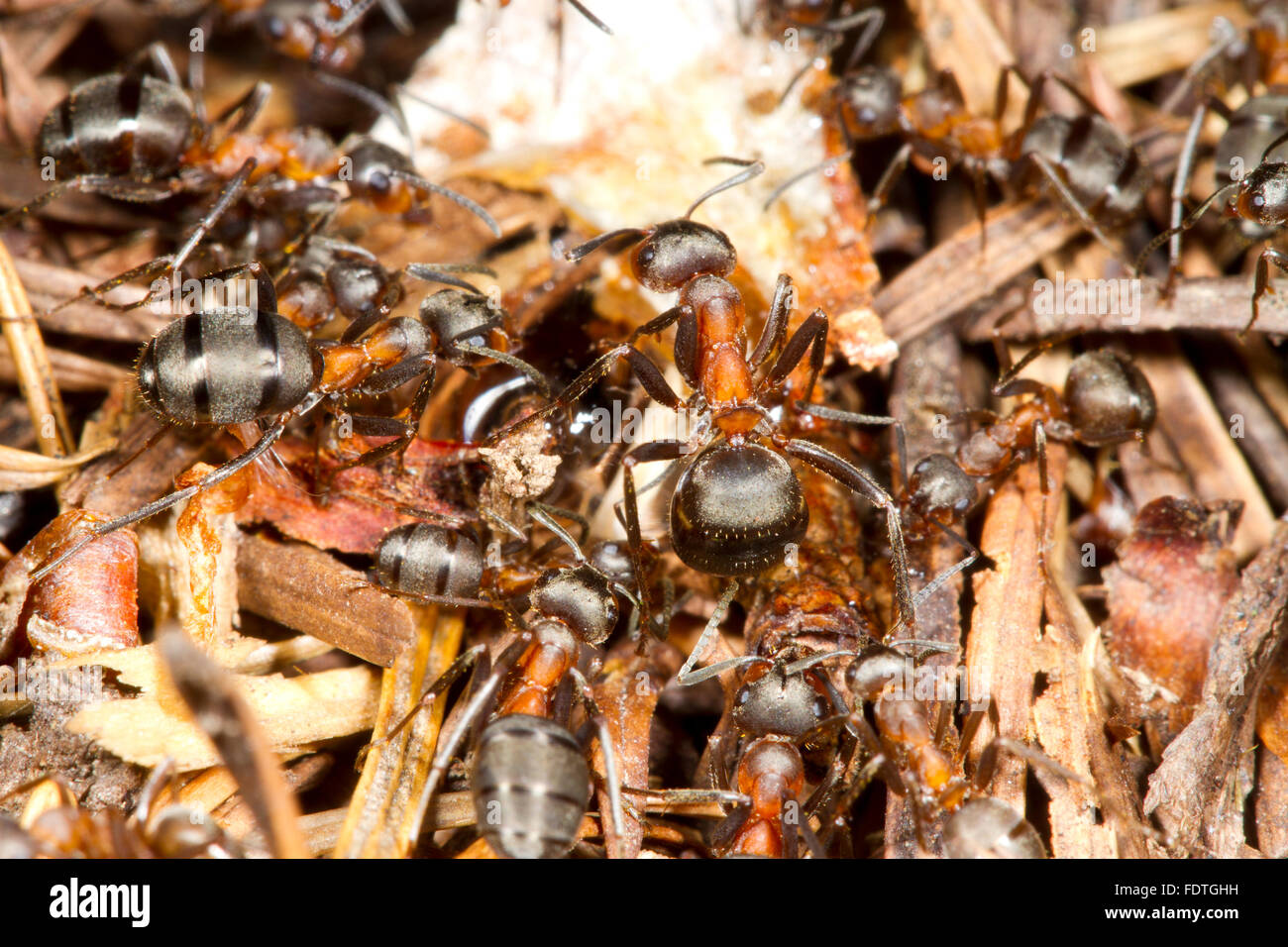 Hormiga de madera peludo (Formica lugubis) trabajadores en un nido montículo. Shropshire, Inglaterra. De septiembre. Foto de stock