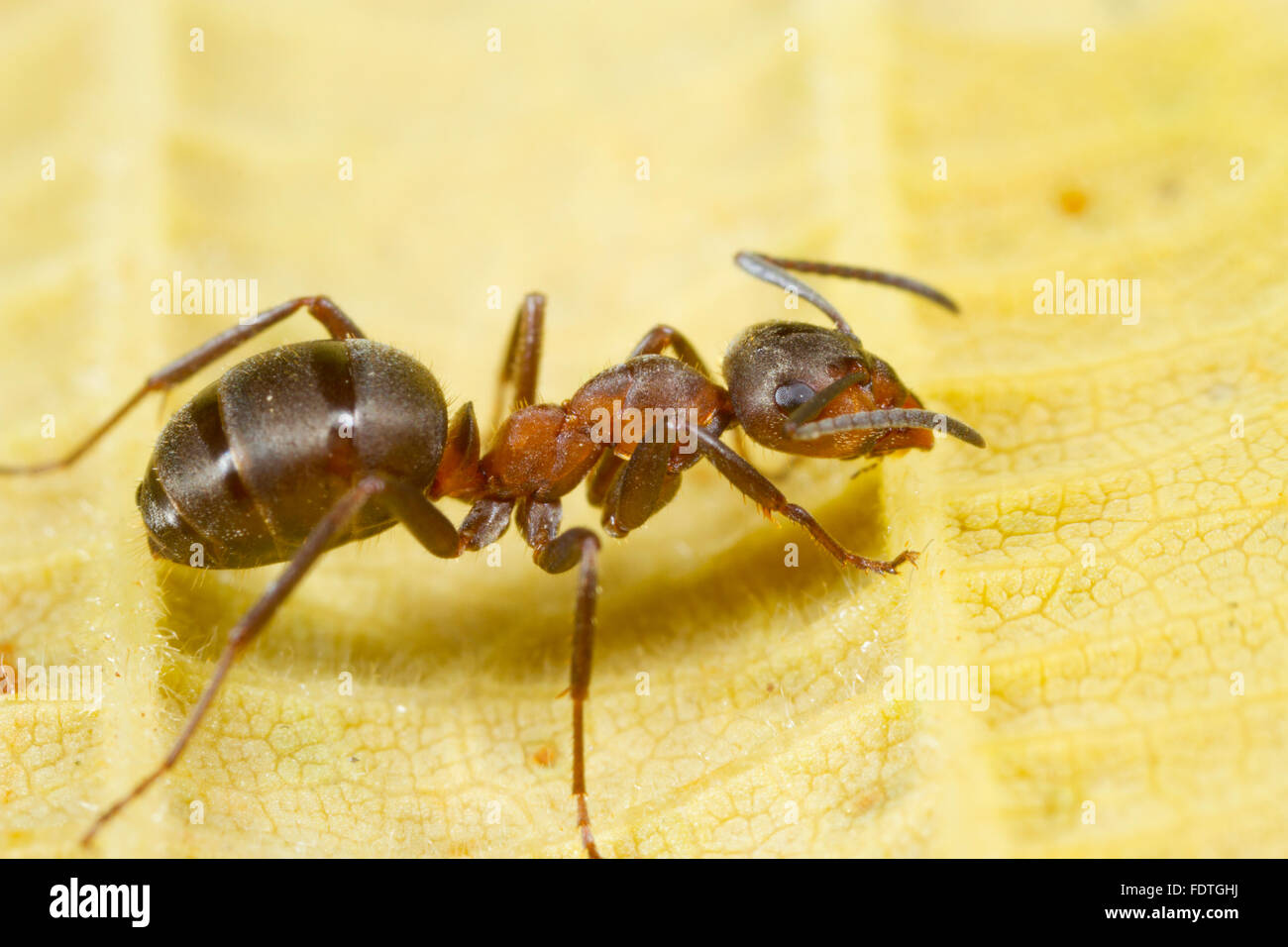 Hormiga de madera peludo (Formica lugubis) un trabajador adulto en una hoja. Shropshire, Inglaterra. De septiembre. Foto de stock