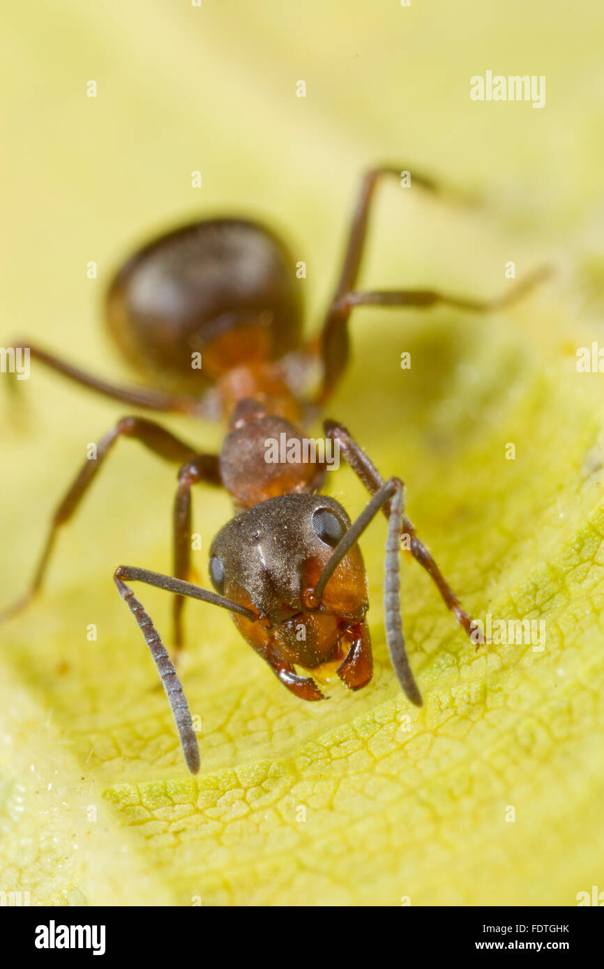 Hormiga de madera peludo (Formica lugubis) un trabajador adulto en una hoja. Shropshire, Inglaterra. De septiembre. Foto de stock
