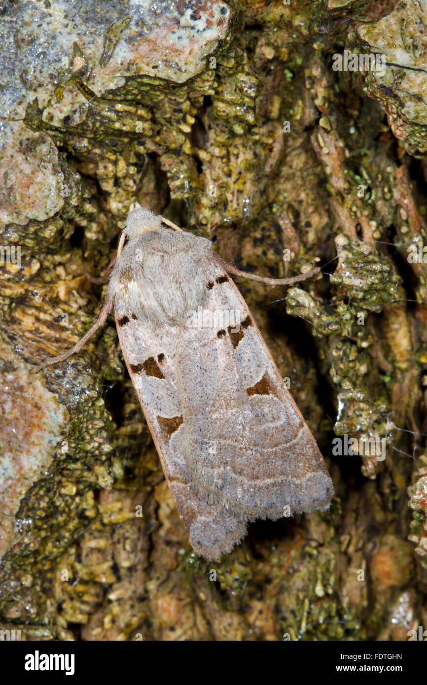Otoñal (rústico Eugnorisma glareosa) polilla adulta descansando sobre la corteza de los árboles. Powys, Gales. De septiembre. Foto de stock