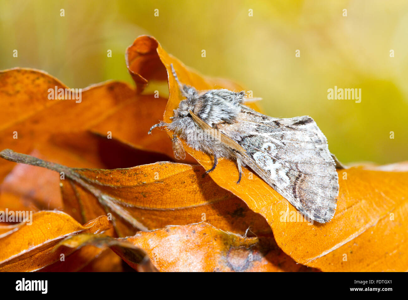 La figura de ocho (Diloba caeruleocephala) polilla adulta descansando entre las hojas caídas en otoño. Powys, Gales. De octubre. Foto de stock