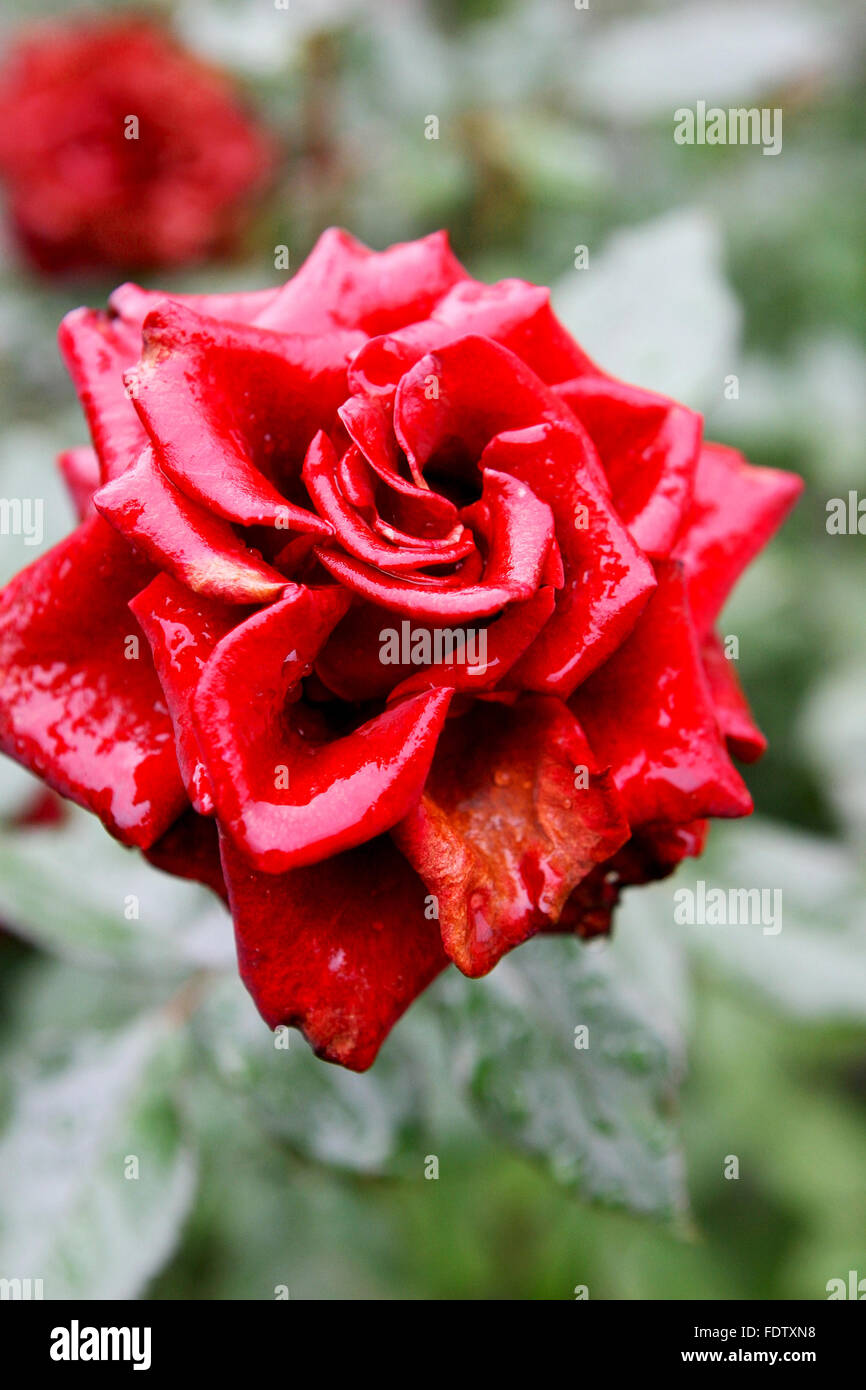 Rosa Roja. Cerca De Rosas Rojas Y Gotas De Agua. Rosas En