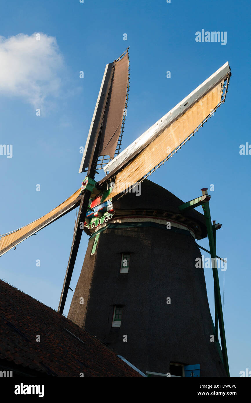 De Zoeker / molinos molinos de viento / molinos / molinos de viento. Zaanse Schans, Holanda, Países Bajos. Cielo azul claro / sun cielos soleados Foto de stock