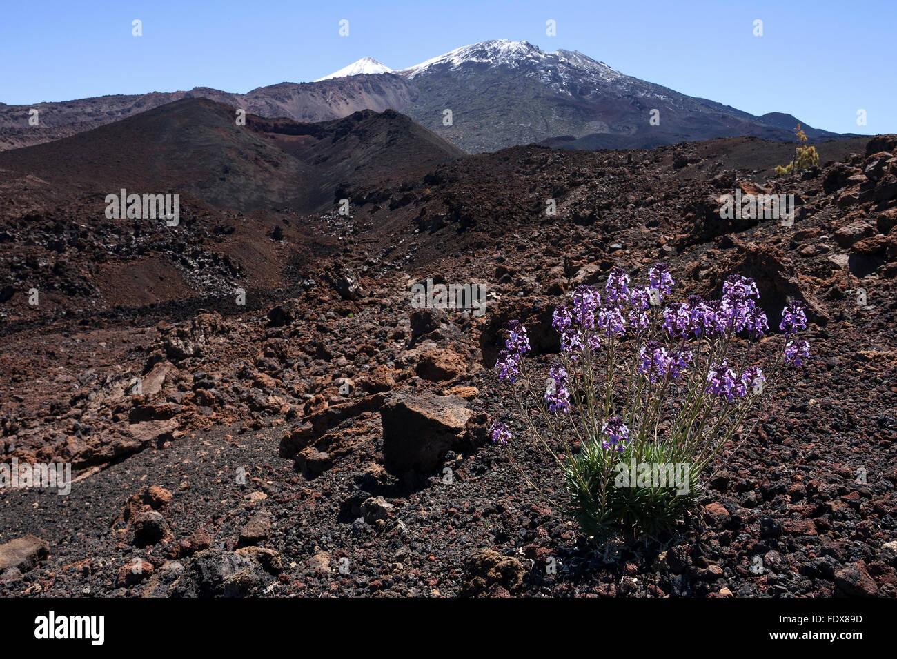 Paisaje volcánico, delantero alhelí (Erysimum), detrás del pico del nevado Teideand Pico Viejo, el Parque Nacional del Teide Foto de stock