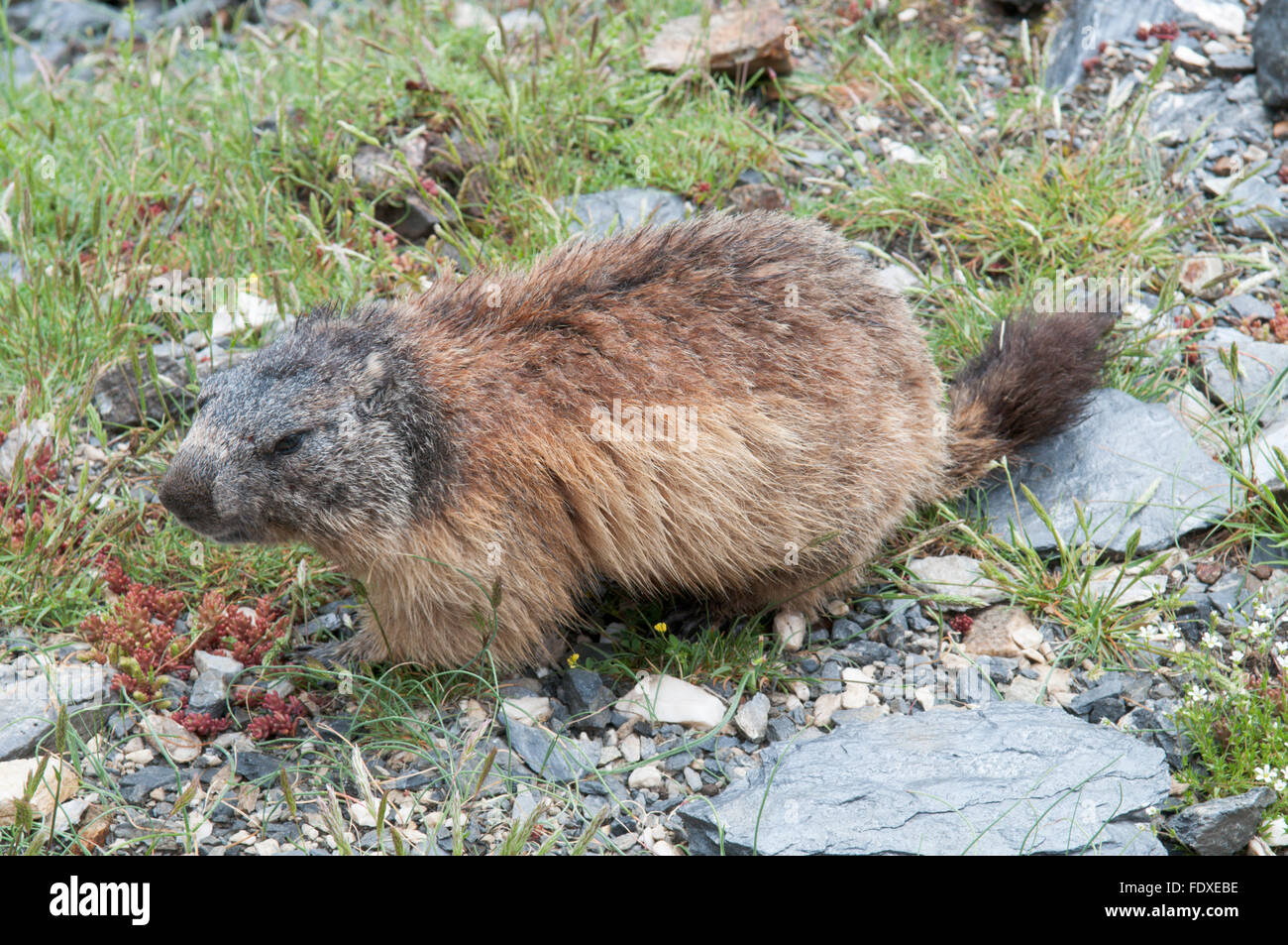 La marmota alpina (Marmota marmota). Cerca de Gavarnie. Parque Nacional des Pirineos, Pirineos, Francia. De junio. Foto de stock
