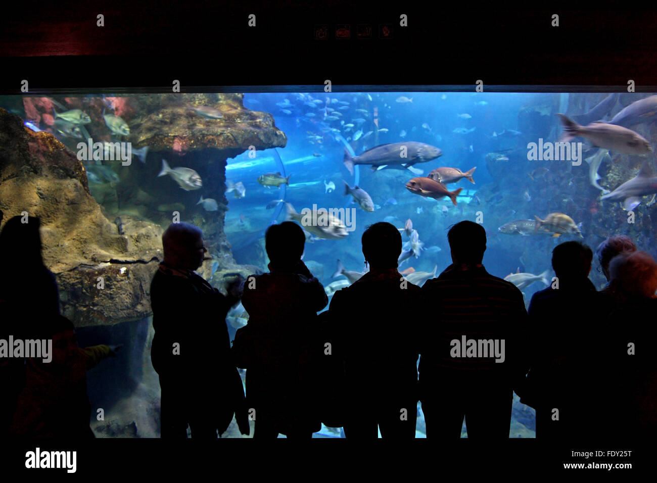 En el Aquarium de San Sebastián (Donostia), País Vasco, España. Foto de stock