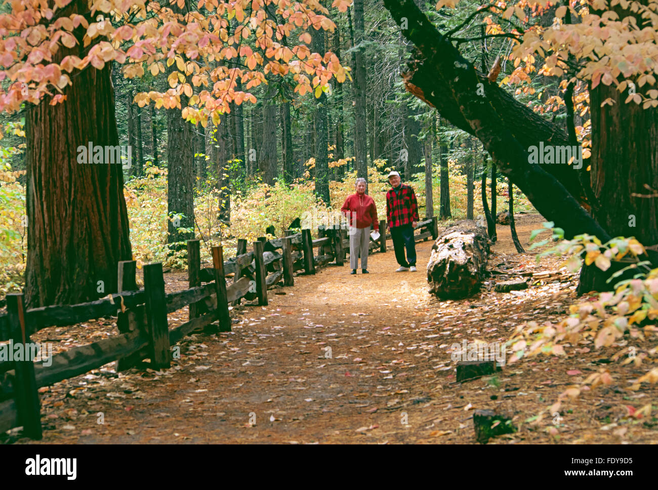 Un hombre y una mujer mayores caminando en el bosque en otoño Calaveras Big Trees State Park, California, EE.UU. Foto de stock