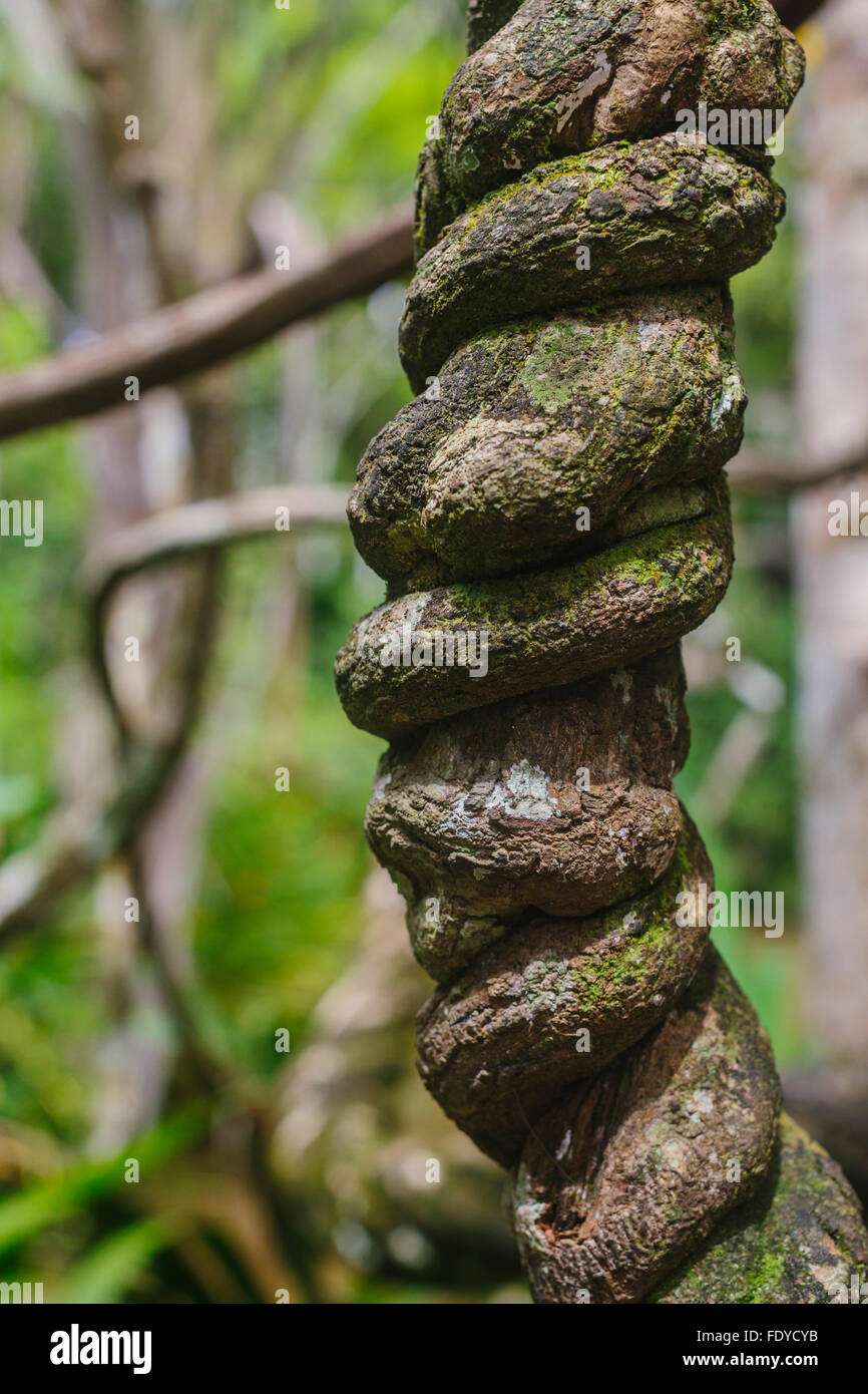 terraza imagen excusa La ayahuasca, Banisteriopsis caapi, la medicina tradicional es una selva que crece en la Amazonía del Perú y espirales como el ADN Fotografía de stock - Alamy terraza imagen excusa La ayahuasca, Banisteriopsis caapi, la medicina tradicional es una selva que crece en la Amazonía del Perú y espirales como el ADN Fotografía de stock - Alamy