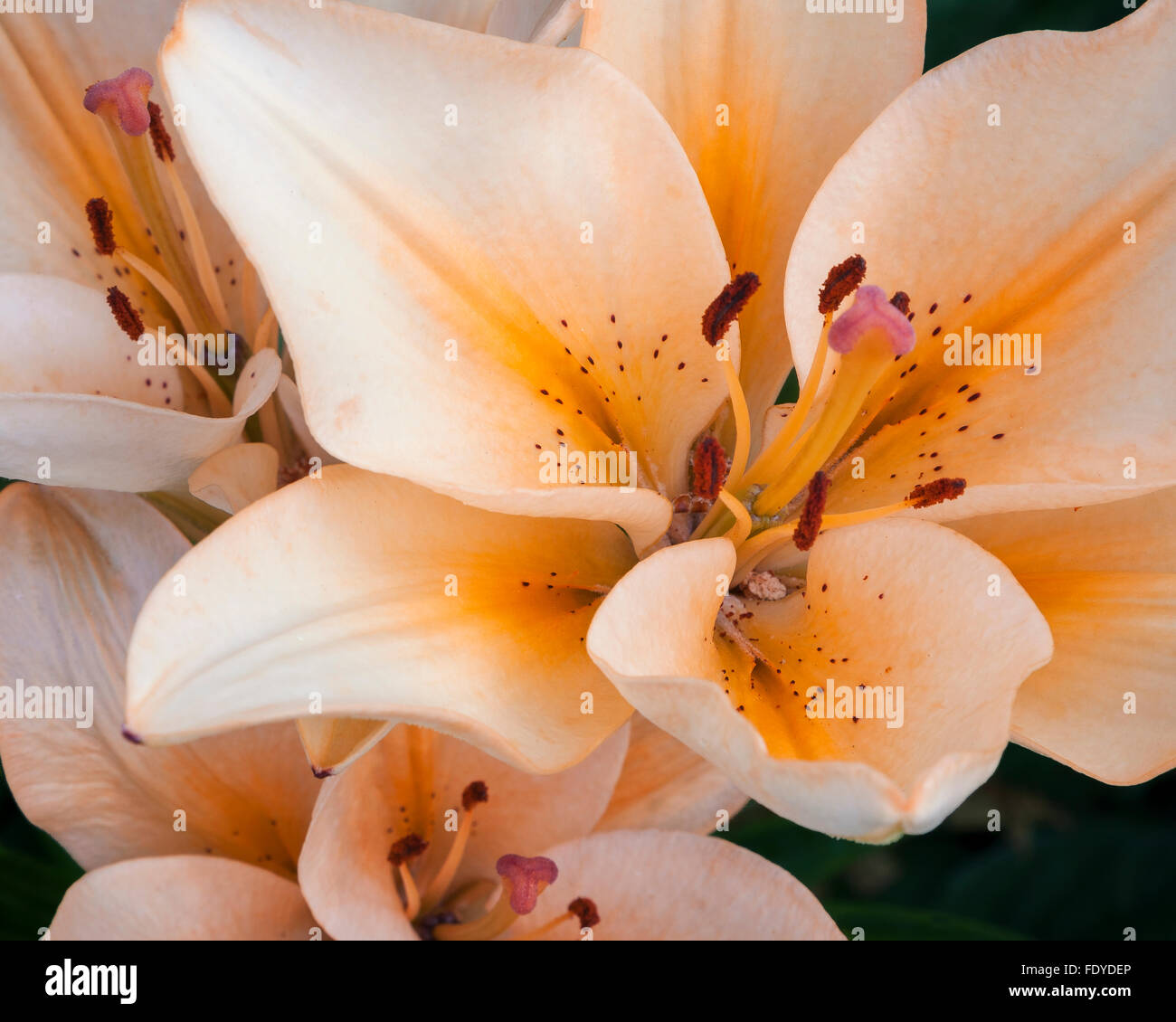 Lillies lilium asiatic fotografías e imágenes de alta resolución Alamy