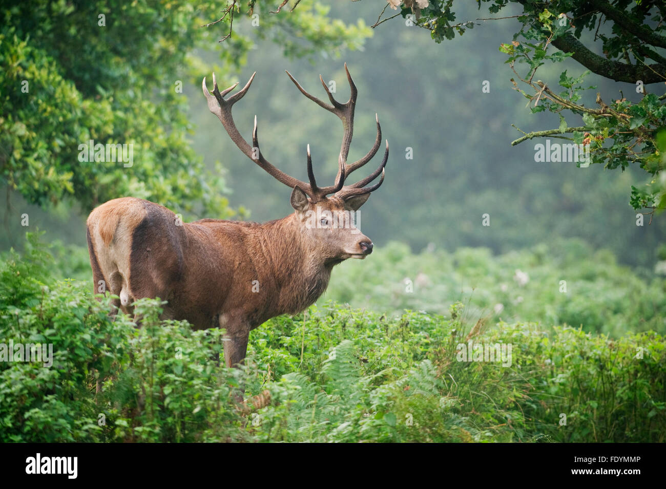 Ciervo rojo (Cervus elaphus) el ciervo en el bosque Foto de stock