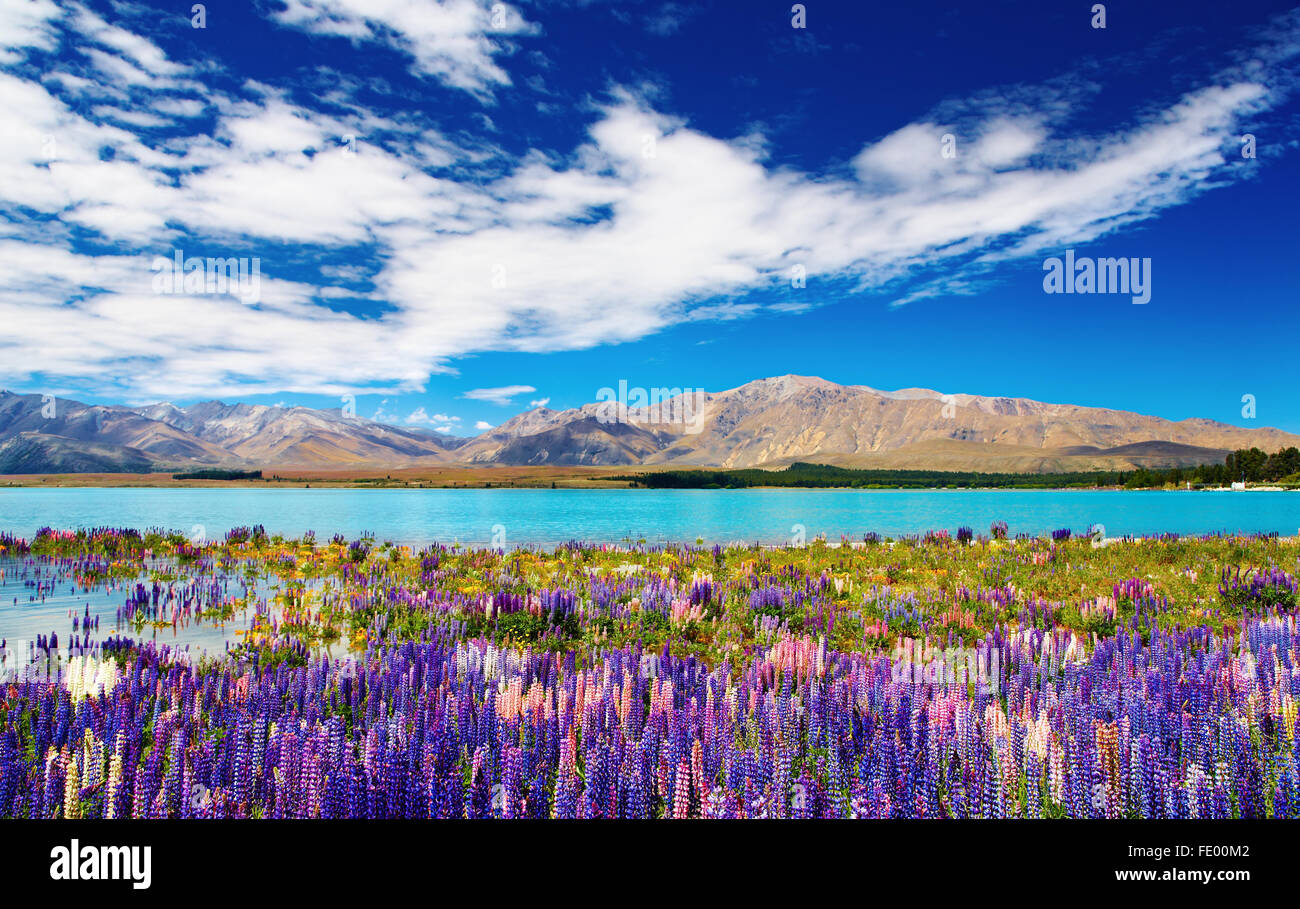 Paisaje de montaña con lago y flores, Nueva Zelanda Foto de stock