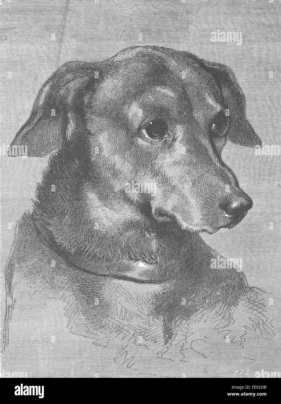 Cabeza de perros Imágenes de stock en blanco y negro - Alamy