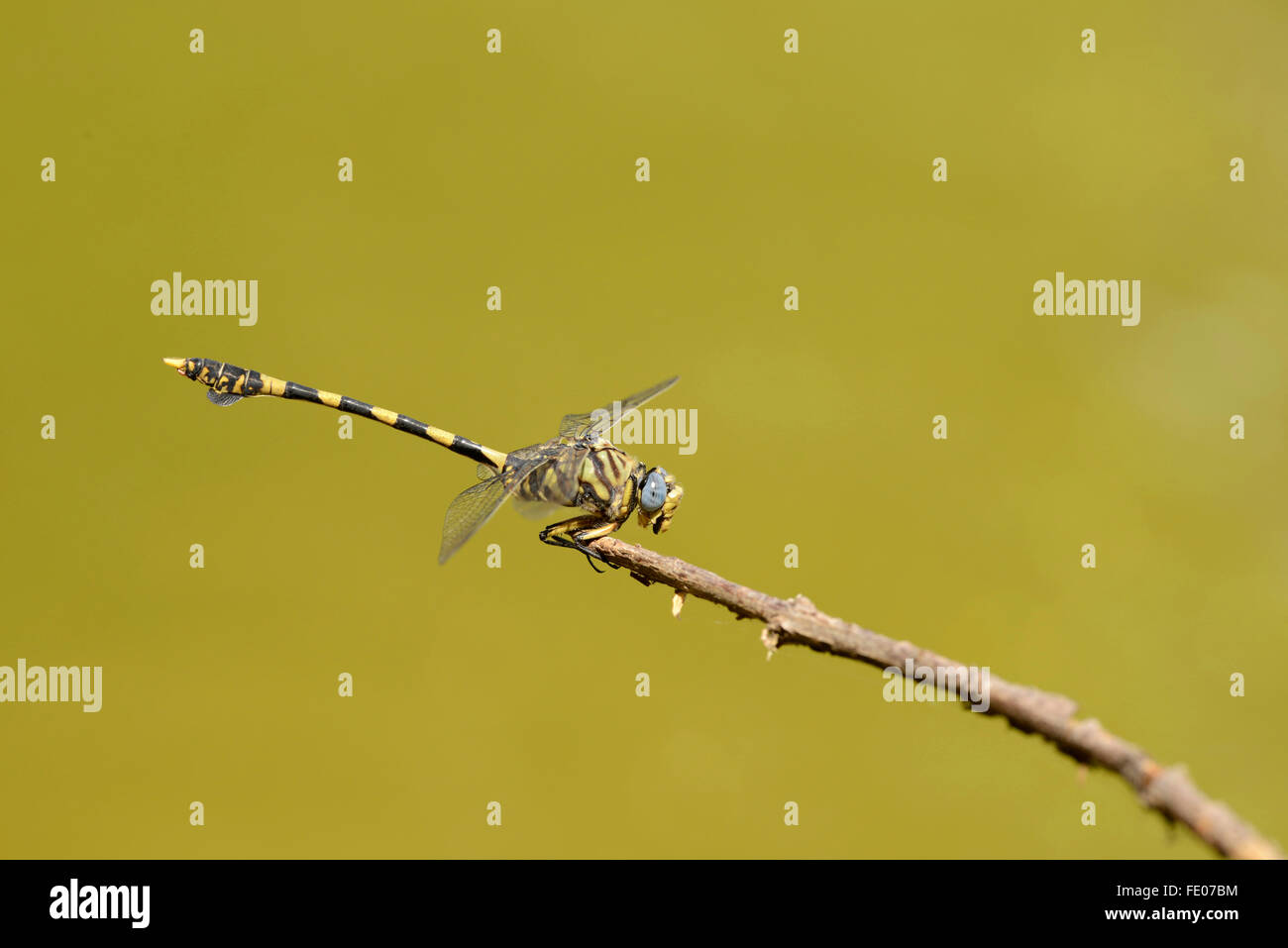 Dragonfly Tigertail Africano Común (Ictinogomphus, ferox) encaramado en twig, Zambia Foto de stock
