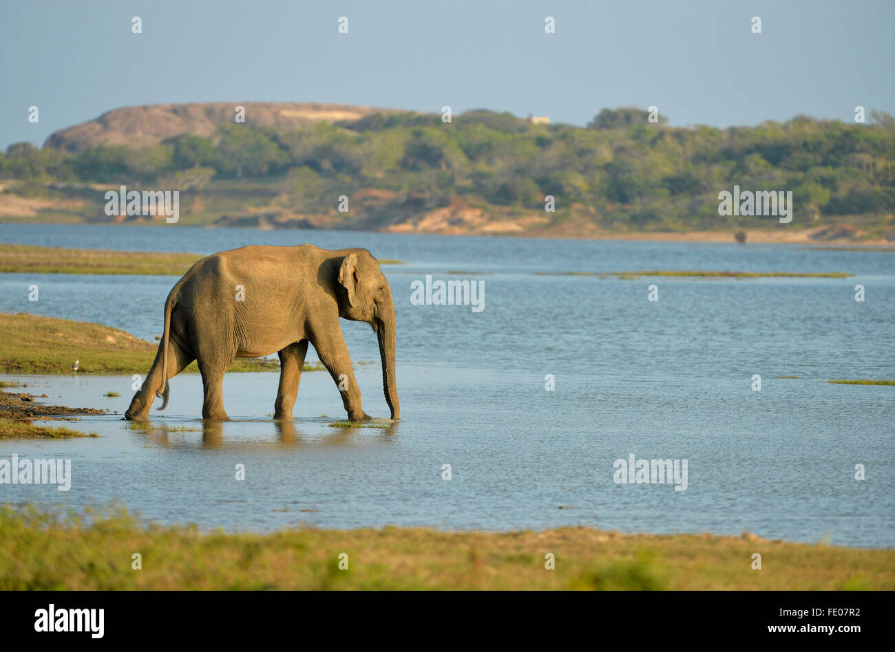 Sri Lanka elefante (Elephas maximus maximus) caminando en aguas poco profundas en el borde del lago, el Parque Nacional de Yala, Sri Lanka, marzo Foto de stock