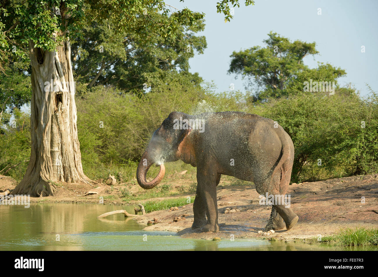 Elefante de Sri Lanka (Elephas maximus maximus) en waterhole, rociando agua sobre su espalda, el Parque Nacional de Yala, Sri Lanka, marzo Foto de stock