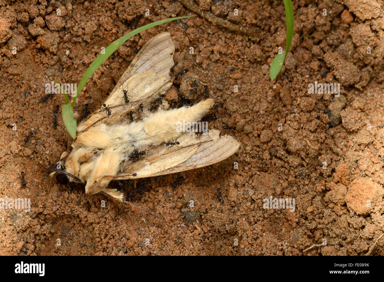 Hawkmoth ser comido por hormigas, Parque Nacional de Kafue, Zambia, Noviembre Foto de stock