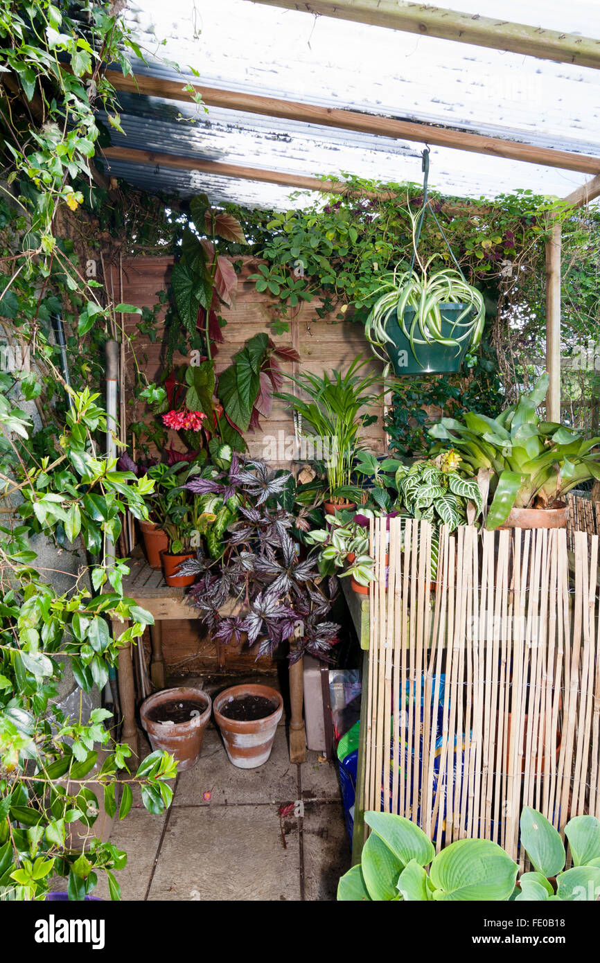 Pequeña casa de sombra en un jardín de Plymouth se utiliza para albergar  las begonias y otras plantas de interior para los meses de verano  Fotografía de stock - Alamy