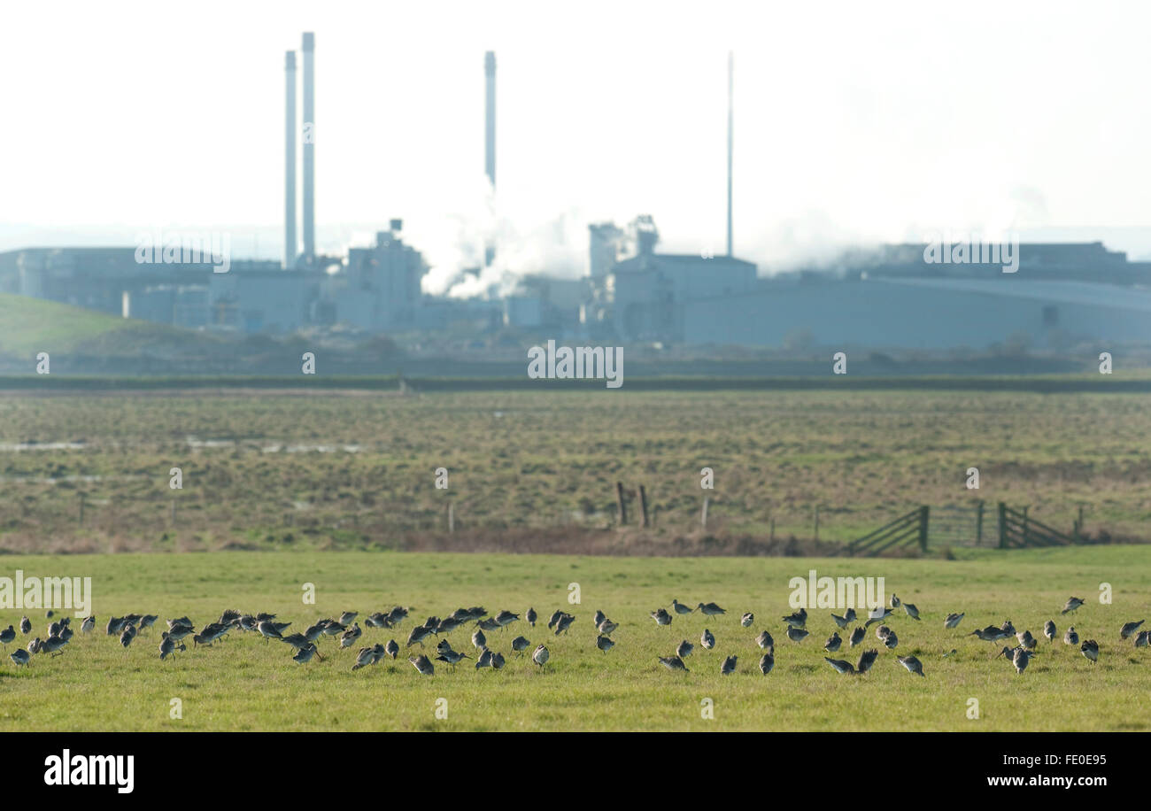 Bandada de Dunlins, Calidris alpina, Kent, UK Foto de stock