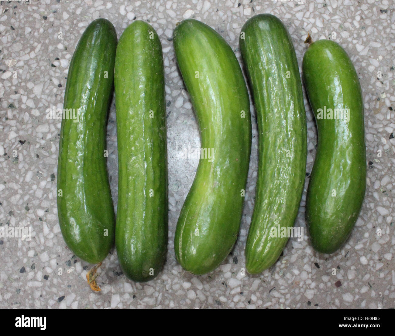 Cucumis sativus, el pepino persa, de piel delgada esbelta con frutas de color verde oscuro de la